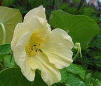 Nasturtium- Yeti Cream