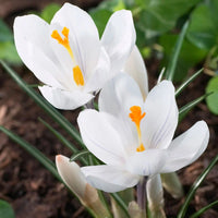 Snow Crocus- Purity