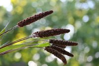Highlander – Ornamental Grass Seed