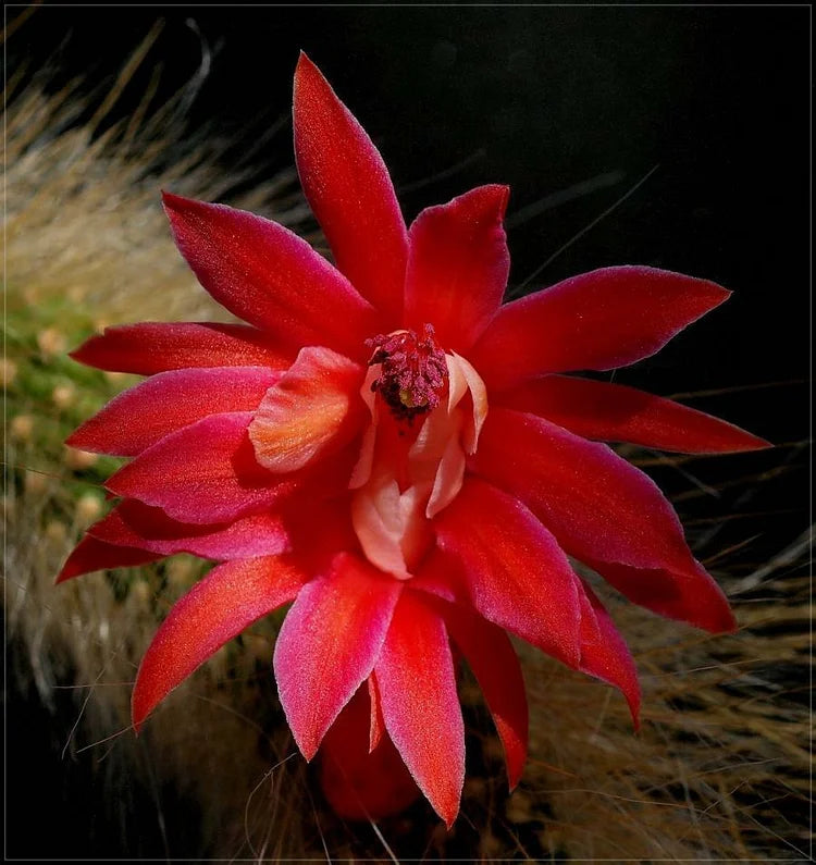 Hildewintera Colademononis - Stunning Monkey Tail Cactus