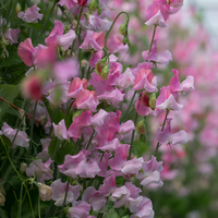 Sweet Pea Seeds