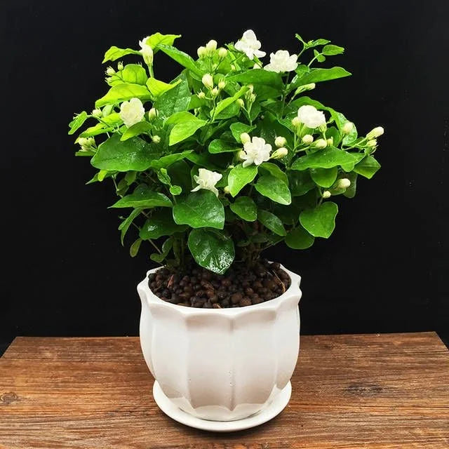 Cape Jasmine Seeds