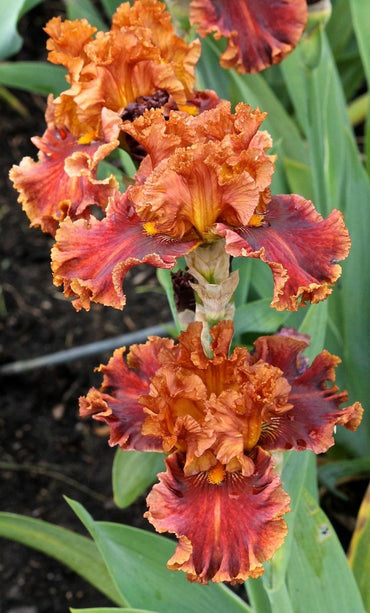 Chestnuts Roasting Bearded Iris Seeds