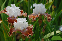 Sassy Tart Bearded Iris Seeds