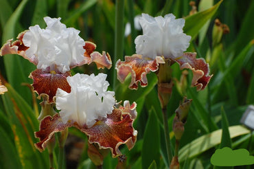 Sassy Tart Bearded Iris Seeds