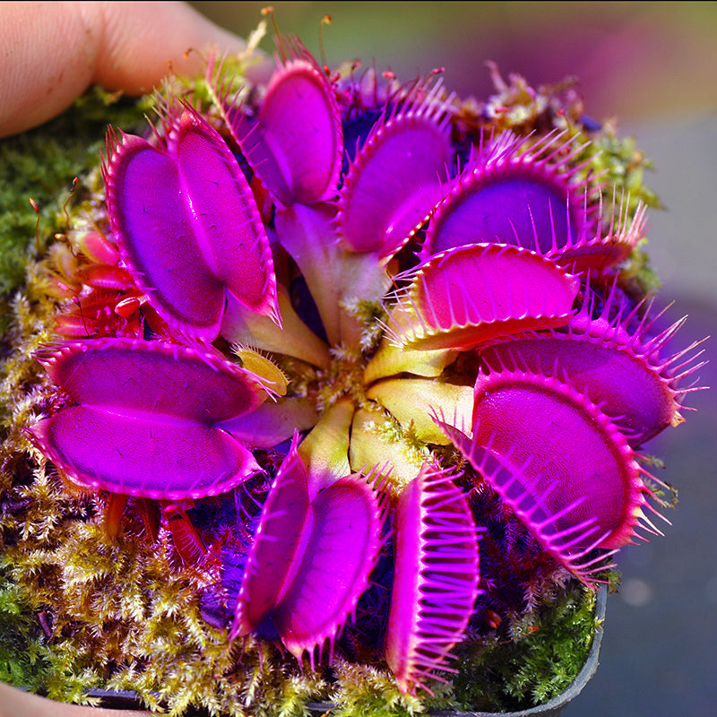 Purple Venus Flytrap – Exotic Carnivorous Plant with Vibrant Purple Traps | Live Potted Dionaea Muscipula