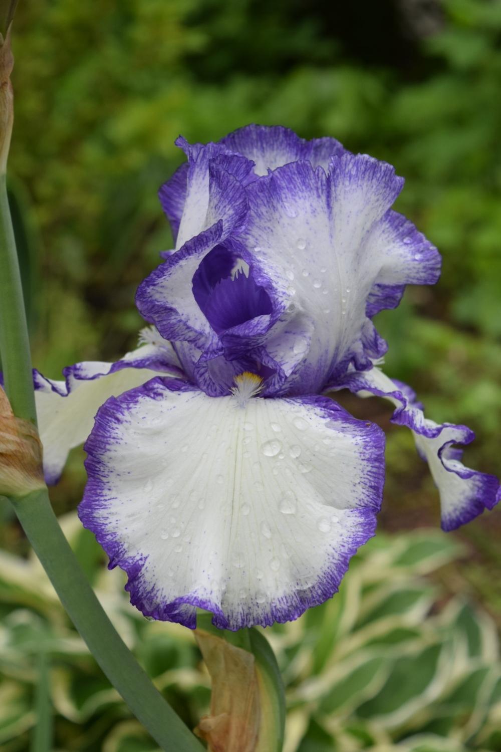 Presby's Crown Jewel Bearded Iris Seeds