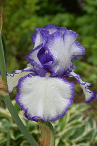Ink Patterns Bearded Iris Seeds