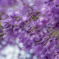 Jacaranda Flower Seeds