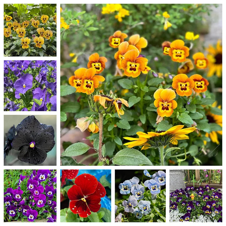 Pansy - Viola Tricolor Flower Seeds