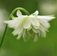 Columbine Lime Sorbet Seeds