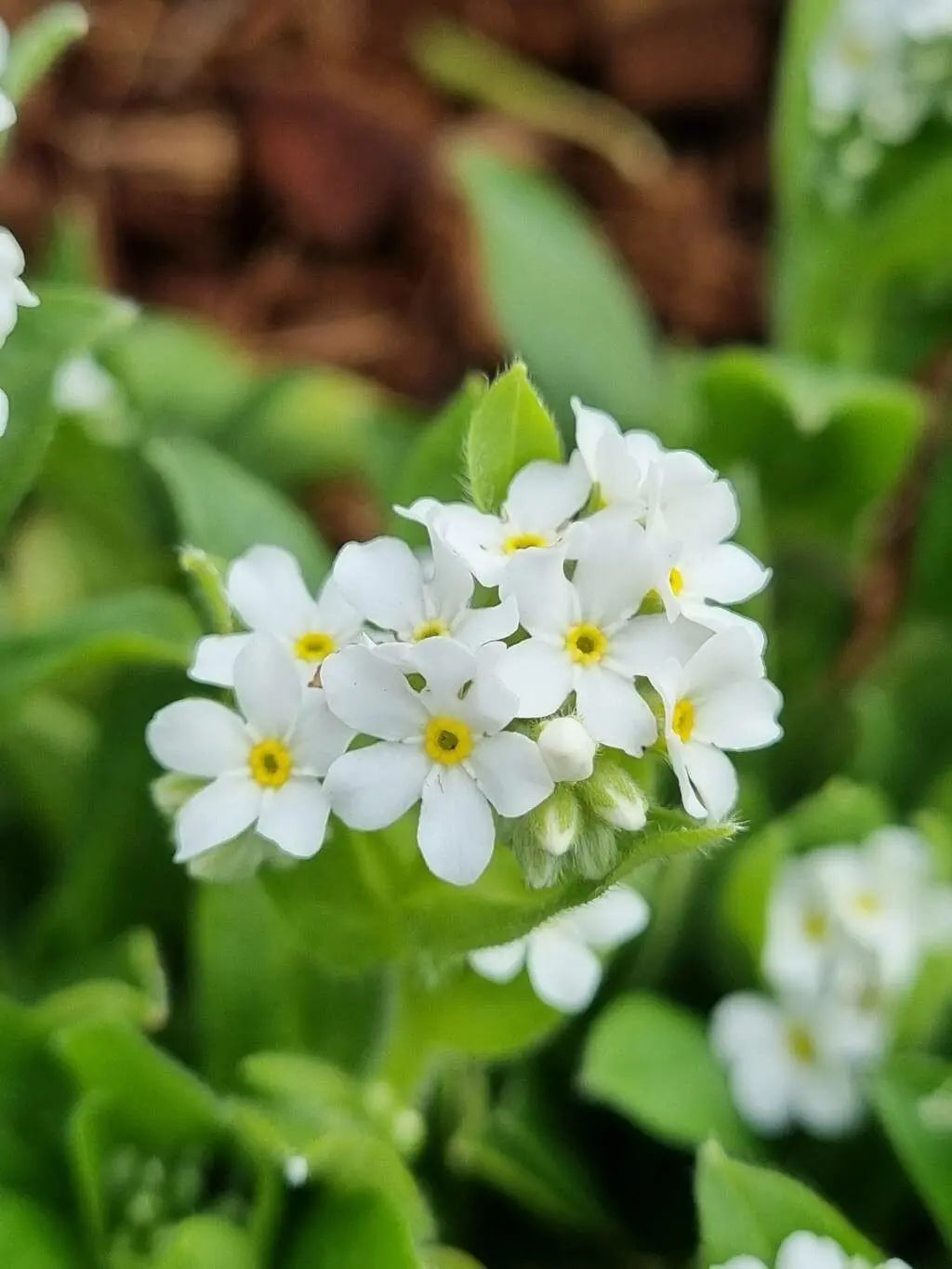 Heirloom Myosotis Alpestris Flower Seeds for Planting, Non-GMO