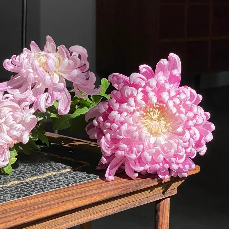 Pink Giant Chrysanthemum Seeds