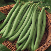 Bush Beans Seeds