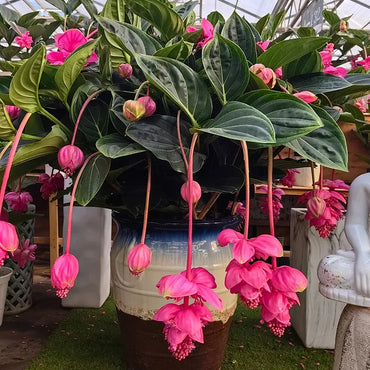 Medinilla Magnifica Flower Seeds