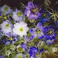 Love-In-A-Mist Seeds