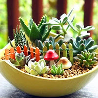 Succulent Plant Seeds