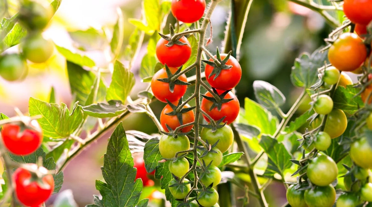 Sakura – Organic Tomato Seed