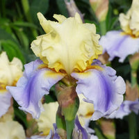 Coos Bay Bearded Iris Seeds