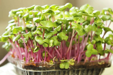 Radish, Confetti Mix – Microgreen Seed