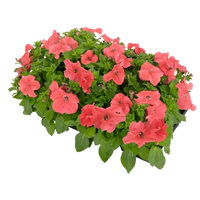 Petunia- Coral Salmon
