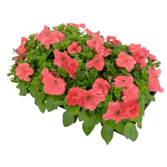 Petunia- Coral Salmon