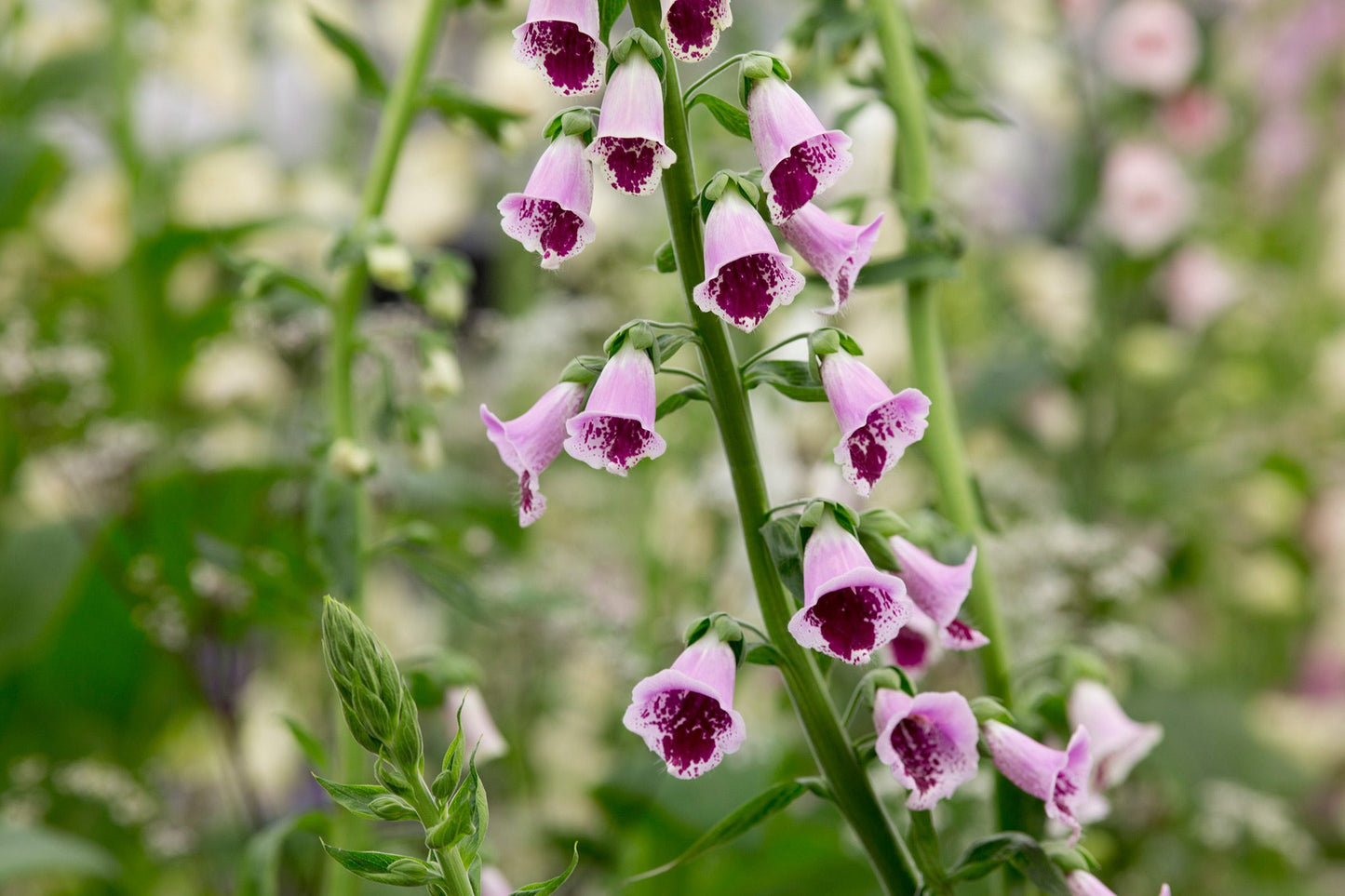 Sugar Plum – Digitalis Seed
