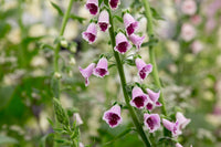 Sugar Plum – Digitalis Seed