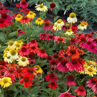 Mixed Echinacea Cheyenne Spirit Wildflower Seeds for Planting - To attract Pollinators & Butterflies, GMO Free Seeds
