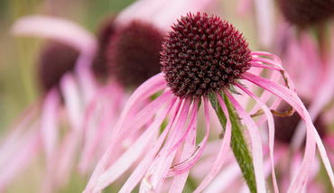 Echinacea- Pale Purple Coneflower
