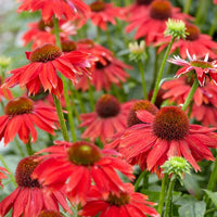 Red Echinacea Coneflower Seeds for Planting - Heirloom Seeds to attract Pollinators & Butterflies - Echinacea for planting in home garden