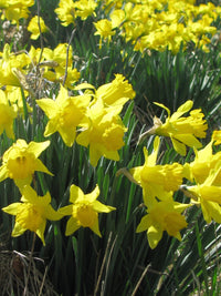 Daffodil Twinkle Yellow Bulb