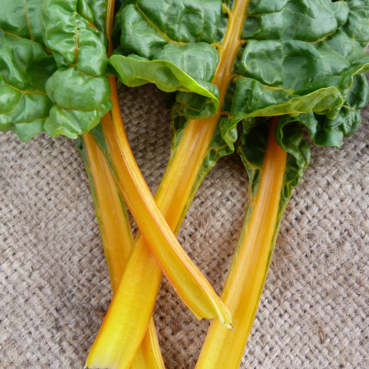 Orange Ribbed – Organic Swiss Chard Seed