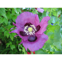 Pepperbox Flower Seeds, Heirloom, Non-GMO Seeds for Planting