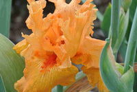 Orange Splash Bearded Iris Seeds