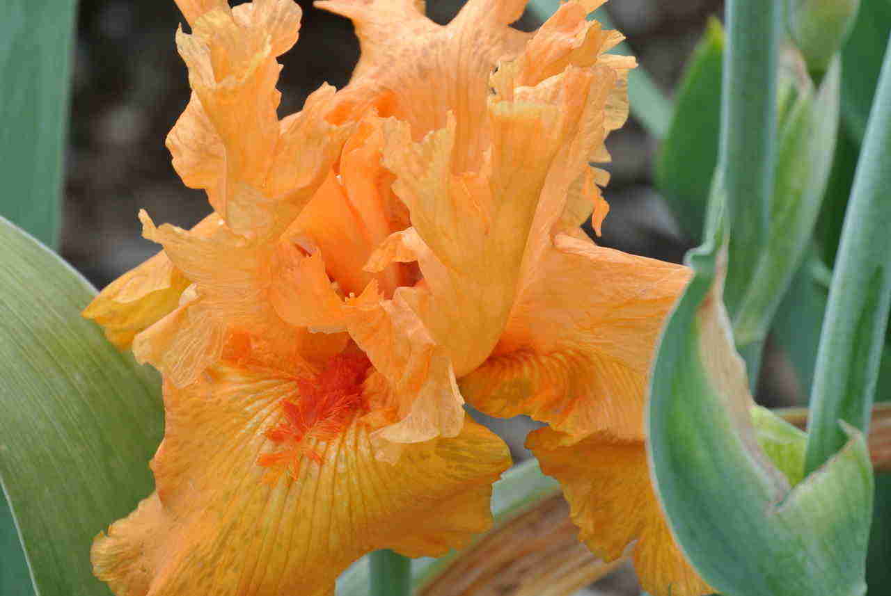 Penny Lane Reblooming Bearded Iris Seeds