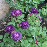 Purple Cardinal de Richelieu Rose Seeds