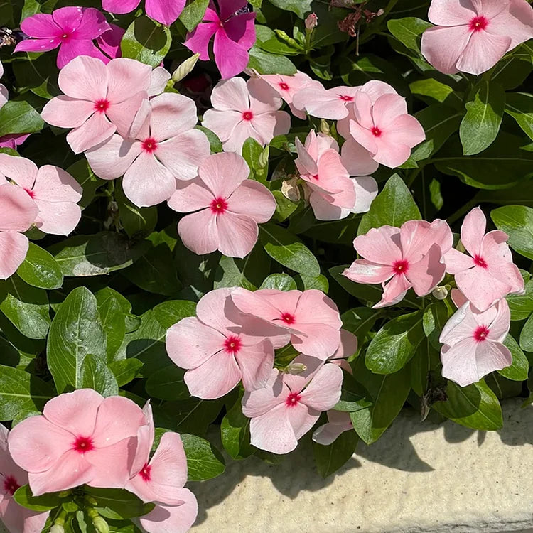 Periwinkle Flower Seeds