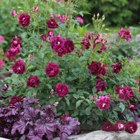 Ebb Tide 24 Patio Tree Rose