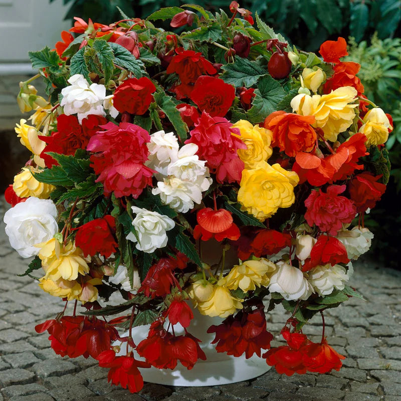 Fragrant Hanging Basket Begonia Mixture