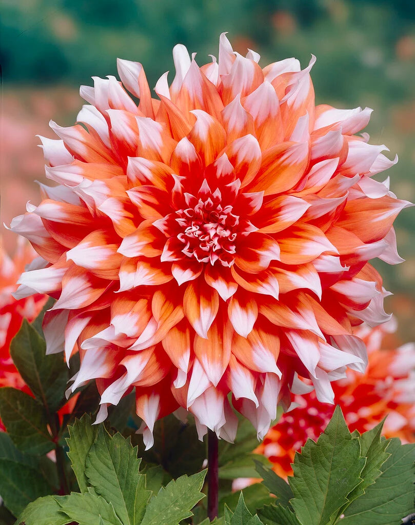 Holland Festival Dahlia