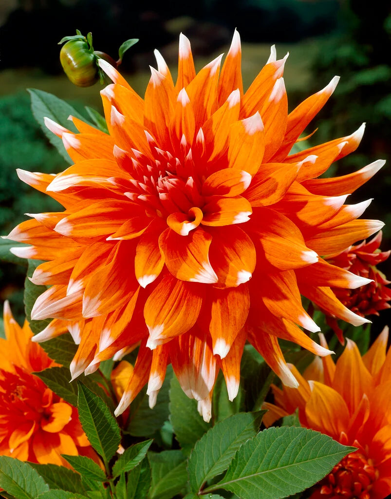 Color Spectacle Dahlia