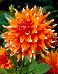 Color Spectacle Dahlia