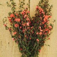 Elegant Salmon – Clarkia Seed