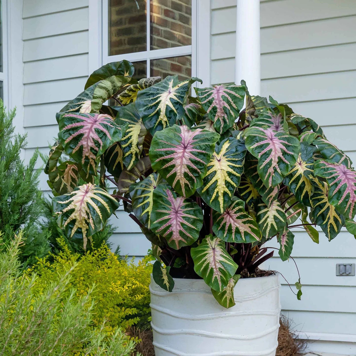 Royal Hawaiian 'Waikiki' Elephant Ears