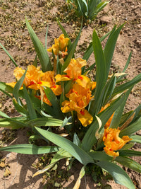 Penny Lane Reblooming Bearded Iris Seeds
