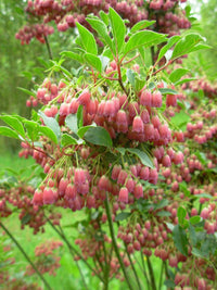 Heirloom Non-GMO Enkianthus Campanulatus Flower Seeds for Planting – Elegant Bell-Shaped Blooms for Ornamental Gardens