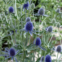 Heirloom Non-GMO Sea Holly Flower Seeds for Planting – Unique Drought-Tolerant Garden Blooms - Non-GMO for planting in home garden