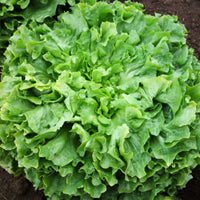 Bauer – Organic Lettuce Seed