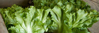 Eros – Organic Escarole Seed